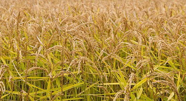 “土改第一村”：金黄稻田待秋收